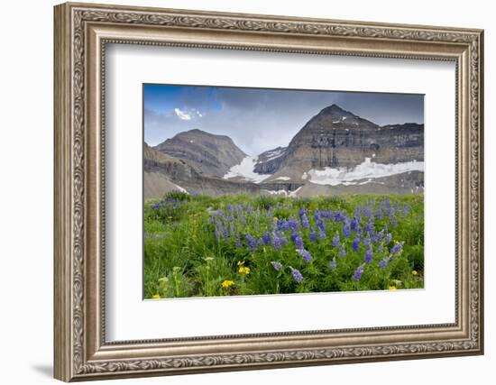 Lupine, Lupinus, Mount Timpanogos. Uinta-Wasatch-Cache Nf-Howie Garber-Framed Photographic Print