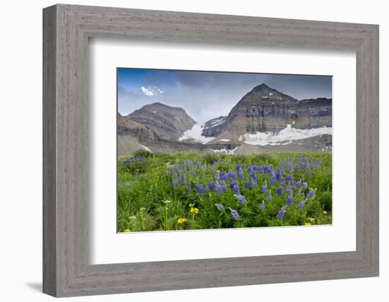 Lupine, Lupinus, Mount Timpanogos. Uinta-Wasatch-Cache Nf-Howie Garber-Framed Photographic Print