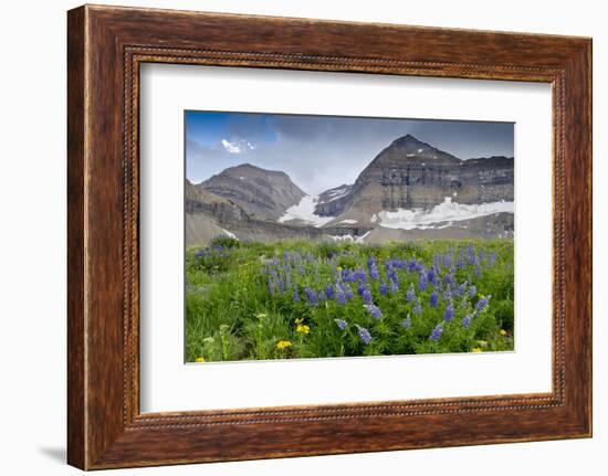 Lupine, Lupinus, Mount Timpanogos. Uinta-Wasatch-Cache Nf-Howie Garber-Framed Photographic Print