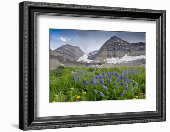 Lupine, Lupinus, Mount Timpanogos. Uinta-Wasatch-Cache Nf-Howie Garber-Framed Photographic Print