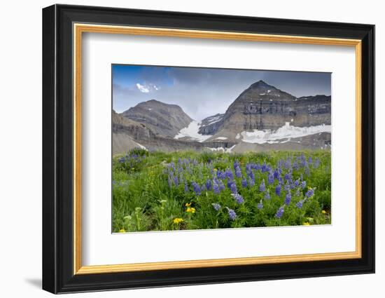 Lupine, Lupinus, Mount Timpanogos. Uinta-Wasatch-Cache Nf-Howie Garber-Framed Photographic Print