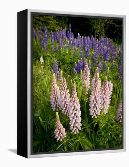 Lupine, Near Silver Bay, Northeastern Minnesota, Usa-Rob Sheppard-Framed Premier Image Canvas