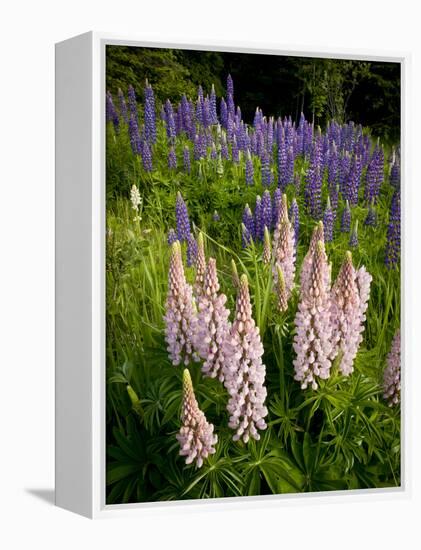 Lupine, Near Silver Bay, Northeastern Minnesota, Usa-Rob Sheppard-Framed Premier Image Canvas