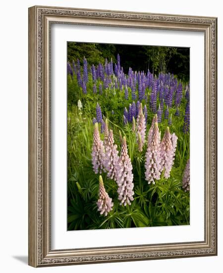 Lupine, Near Silver Bay, Northeastern Minnesota, Usa-Rob Sheppard-Framed Photographic Print