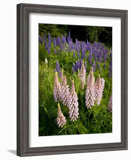 Lupine, Near Silver Bay, Northeastern Minnesota, Usa-Rob Sheppard-Framed Photographic Print