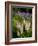 Lupine, Near Silver Bay, Northeastern Minnesota, Usa-Rob Sheppard-Framed Photographic Print