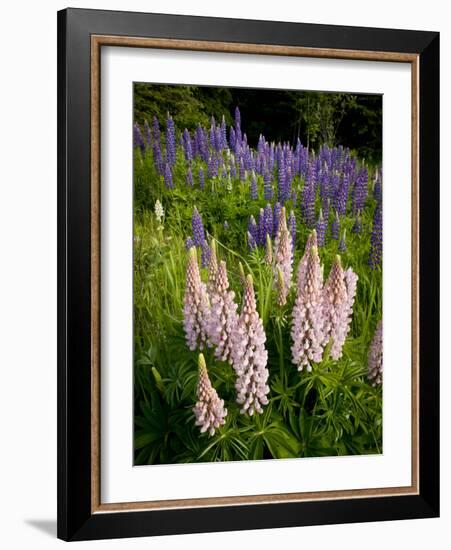 Lupine, Near Silver Bay, Northeastern Minnesota, Usa-Rob Sheppard-Framed Photographic Print