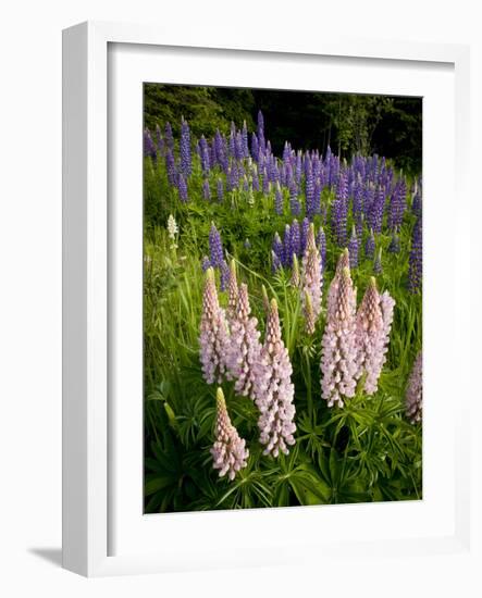 Lupine, Near Silver Bay, Northeastern Minnesota, Usa-Rob Sheppard-Framed Photographic Print