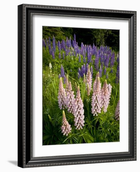 Lupine, Near Silver Bay, Northeastern Minnesota, Usa-Rob Sheppard-Framed Photographic Print