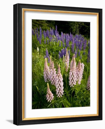 Lupine, Near Silver Bay, Northeastern Minnesota, Usa-Rob Sheppard-Framed Photographic Print