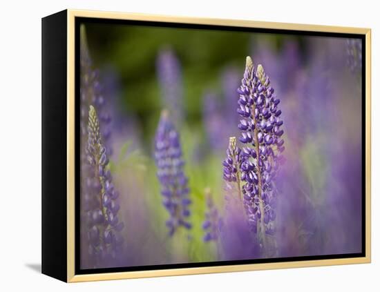 Lupine, Near Silver Bay, Northeastern Minnesota, Usa-Rob Sheppard-Framed Premier Image Canvas