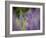 Lupine, Near Silver Bay, Northeastern Minnesota, Usa-Rob Sheppard-Framed Photographic Print