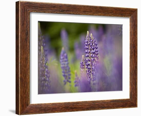 Lupine, Near Silver Bay, Northeastern Minnesota, Usa-Rob Sheppard-Framed Photographic Print