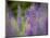 Lupine, Near Silver Bay, Northeastern Minnesota, Usa-Rob Sheppard-Mounted Photographic Print