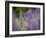 Lupine, Near Silver Bay, Northeastern Minnesota, Usa-Rob Sheppard-Framed Photographic Print