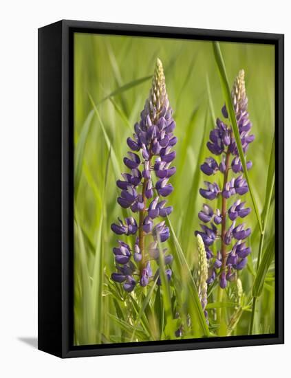 Lupine, Near Silver Bay, Northeastern Minnesota, Usa-Rob Sheppard-Framed Premier Image Canvas