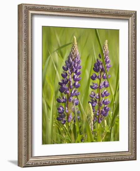 Lupine, Near Silver Bay, Northeastern Minnesota, Usa-Rob Sheppard-Framed Photographic Print