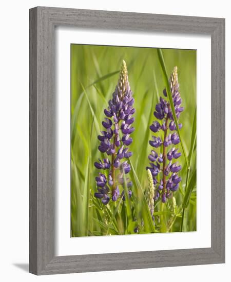 Lupine, Near Silver Bay, Northeastern Minnesota, Usa-Rob Sheppard-Framed Photographic Print