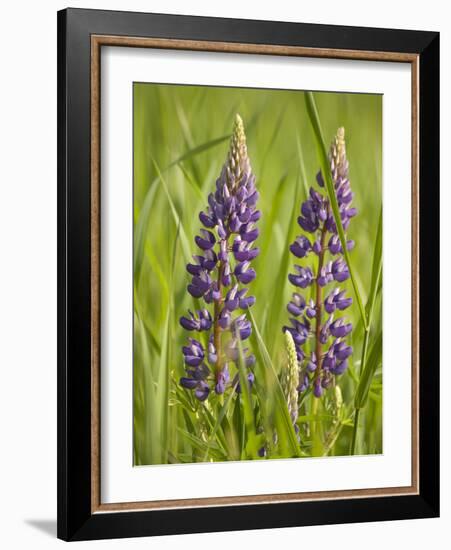 Lupine, Near Silver Bay, Northeastern Minnesota, Usa-Rob Sheppard-Framed Photographic Print