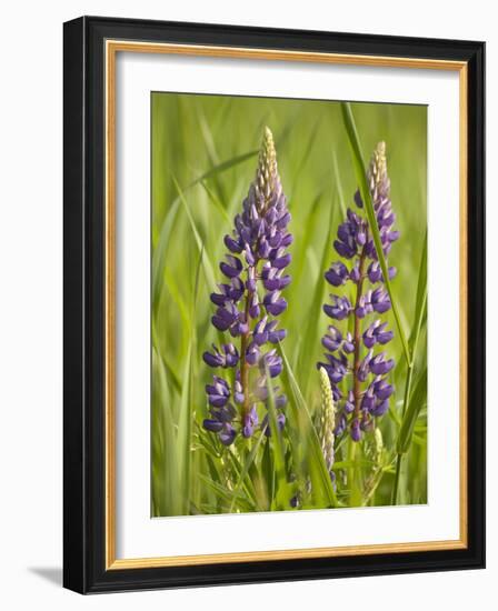 Lupine, Near Silver Bay, Northeastern Minnesota, Usa-Rob Sheppard-Framed Photographic Print