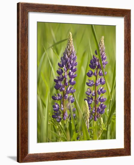 Lupine, Near Silver Bay, Northeastern Minnesota, Usa-Rob Sheppard-Framed Photographic Print