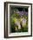 Lupine, Near Silver Bay, Northeastern Minnesota, Usa-Rob Sheppard-Framed Photographic Print