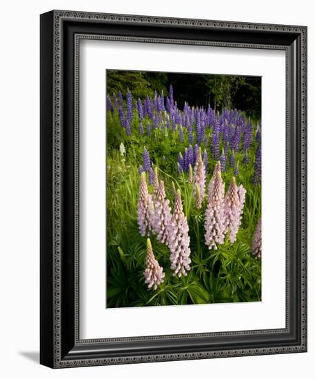 Lupine, Near Silver Bay, Northeastern Minnesota, Usa-Rob Sheppard-Framed Photographic Print