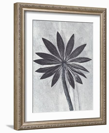 Lupine Smoke-Pernille Folcarelli-Framed Art Print