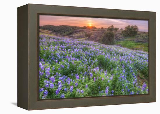 Lupine Sunset at Table Mountain, Northern California-Vincent James-Framed Premier Image Canvas