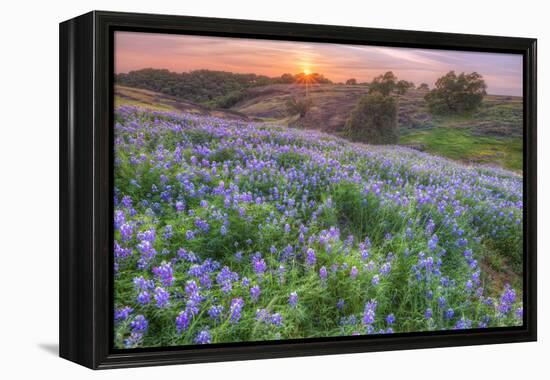 Lupine Sunset at Table Mountain, Northern California-Vincent James-Framed Premier Image Canvas