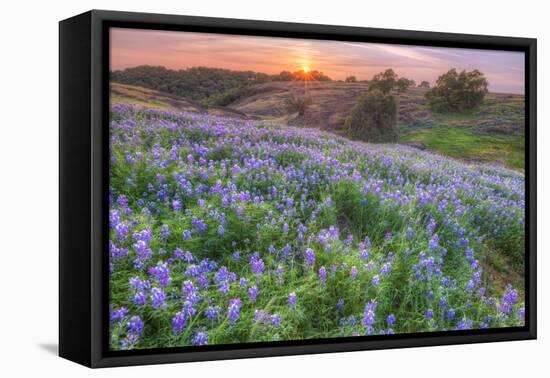 Lupine Sunset at Table Mountain, Northern California-Vincent James-Framed Premier Image Canvas