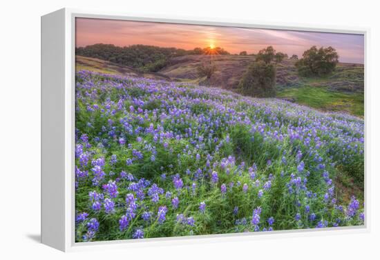 Lupine Sunset at Table Mountain, Northern California-Vincent James-Framed Premier Image Canvas