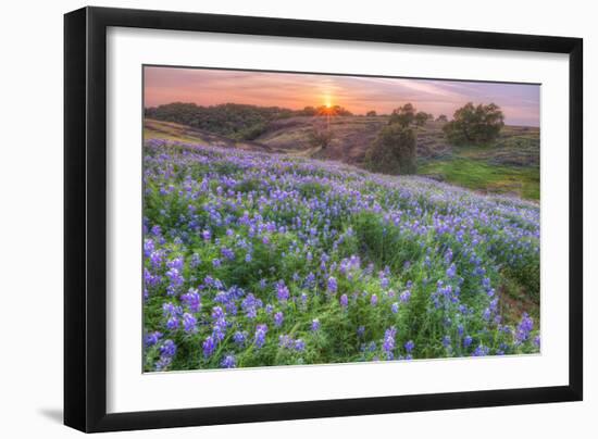 Lupine Sunset at Table Mountain, Northern California-Vincent James-Framed Premium Photographic Print