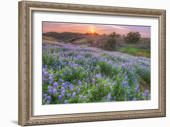 Lupine Sunset at Table Mountain, Northern California-Vincent James-Framed Photographic Print