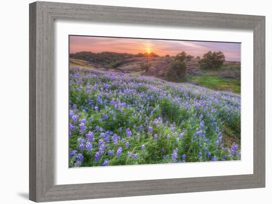 Lupine Sunset at Table Mountain, Northern California-Vincent James-Framed Photographic Print