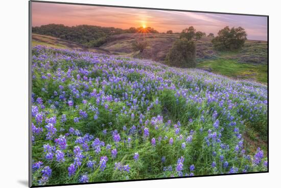 Lupine Sunset at Table Mountain, Northern California-Vincent James-Mounted Photographic Print
