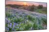 Lupine Sunset at Table Mountain, Northern California-Vincent James-Mounted Photographic Print