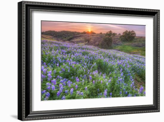 Lupine Sunset at Table Mountain, Northern California-Vincent James-Framed Photographic Print