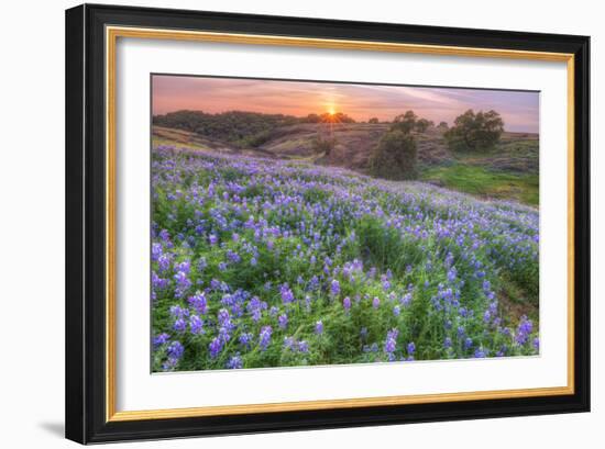 Lupine Sunset at Table Mountain, Northern California-Vincent James-Framed Photographic Print