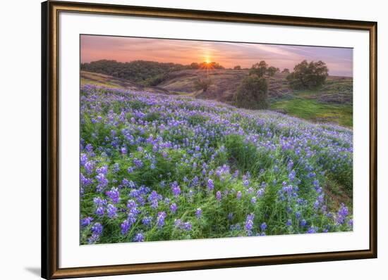 Lupine Sunset at Table Mountain, Northern California-Vincent James-Framed Photographic Print