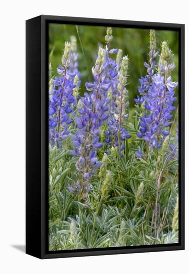 Lupine Wildflowers in Glacier National Park, Montana, USA-Chuck Haney-Framed Premier Image Canvas