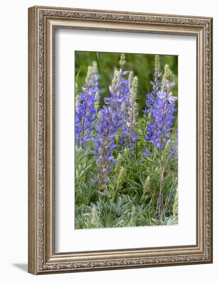 Lupine Wildflowers in Glacier National Park, Montana, USA-Chuck Haney-Framed Photographic Print