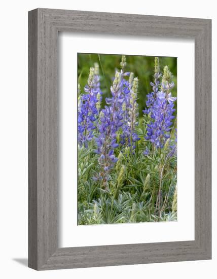 Lupine Wildflowers in Glacier National Park, Montana, USA-Chuck Haney-Framed Photographic Print
