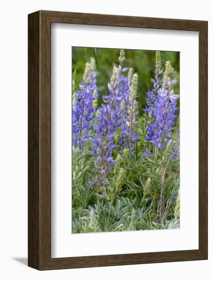 Lupine Wildflowers in Glacier National Park, Montana, USA-Chuck Haney-Framed Photographic Print