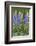 Lupine Wildflowers in Glacier National Park, Montana, USA-Chuck Haney-Framed Photographic Print