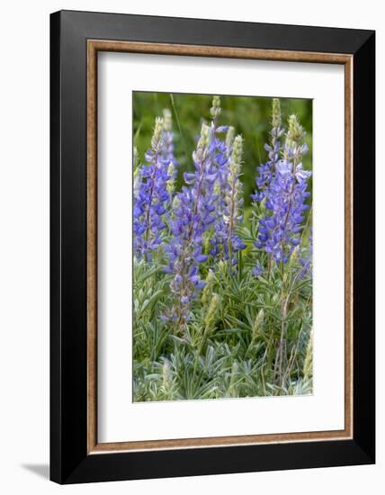 Lupine Wildflowers in Glacier National Park, Montana, USA-Chuck Haney-Framed Photographic Print