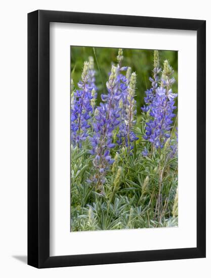 Lupine Wildflowers in Glacier National Park, Montana, USA-Chuck Haney-Framed Photographic Print