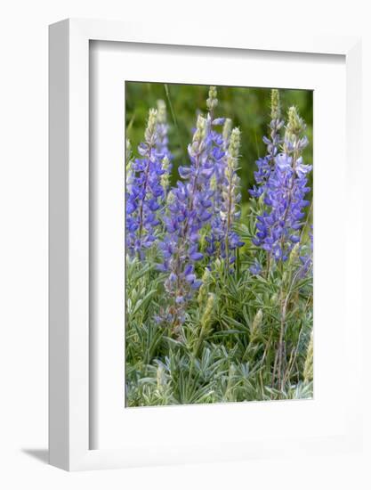 Lupine Wildflowers in Glacier National Park, Montana, USA-Chuck Haney-Framed Photographic Print