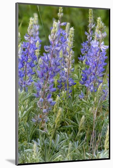 Lupine Wildflowers in Glacier National Park, Montana, USA-Chuck Haney-Mounted Photographic Print