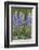 Lupine Wildflowers in Glacier National Park, Montana, USA-Chuck Haney-Framed Photographic Print